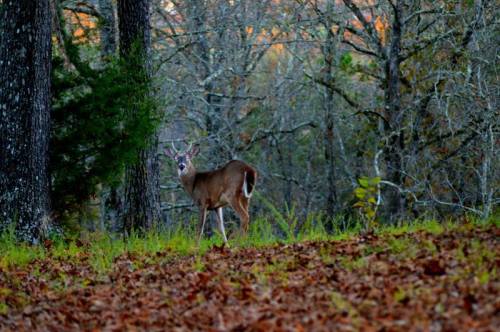 A deer stands in a forest clearing surrounded by trees and fallen leaves, with a soft sunset glow in the background.
