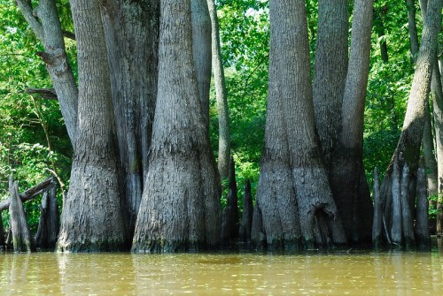 Cypress trees with large, textured trunks rise from calm, muddy water, surrounded by lush green foliage.