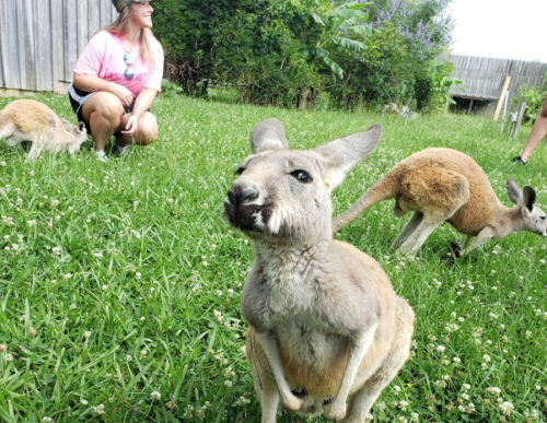 A kangaroo in a grassy area with people in the background, enjoying a sunny day outdoors.