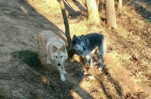 Two wolves, one light-colored and one dark gray, stand on a dirt path surrounded by trees and grass.