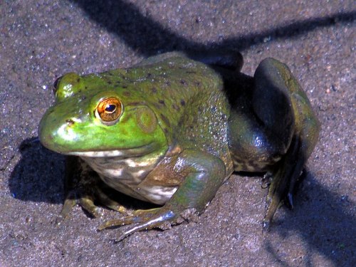 A close-up of a green frog sitting on a sandy surface, featuring bright orange eyes and textured skin.