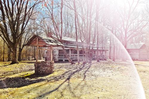 A rustic cabin surrounded by bare trees, with sunlight filtering through, casting shadows on the ground.