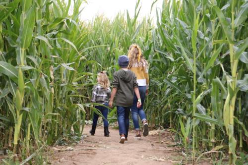 Three children walking through a corn maze, surrounded by tall green corn stalks on either side.