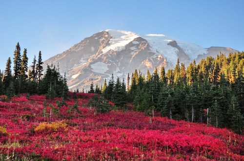 A vibrant field of red foliage in the foreground with a snow-capped mountain and evergreen trees in the background.