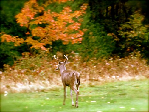A deer with antlers walks away in a field, surrounded by autumn foliage and colorful trees.