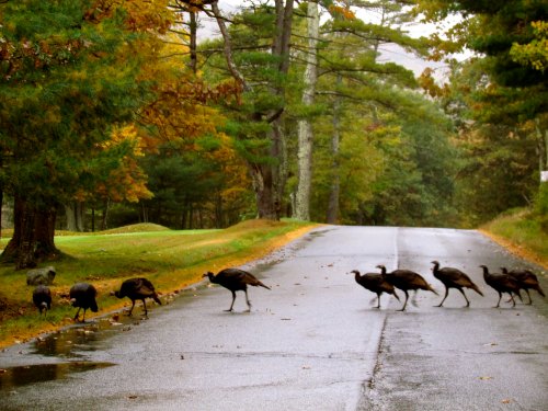 A group of wild turkeys crossing a wet road lined with trees in autumn.