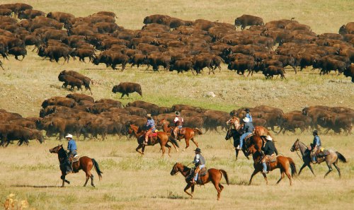 Cowboys on horseback herd a large group of bison across a grassy landscape.