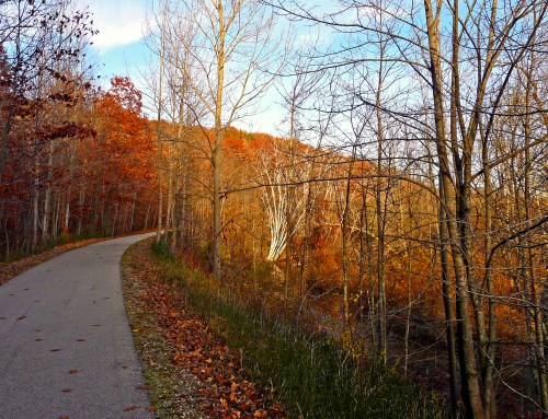 A winding path through a forest with autumn foliage and bare trees, illuminated by warm sunlight.