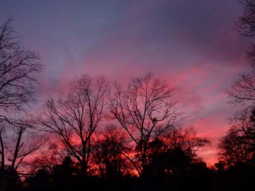 Silhouetted trees against a vibrant pink and purple sunset sky.
