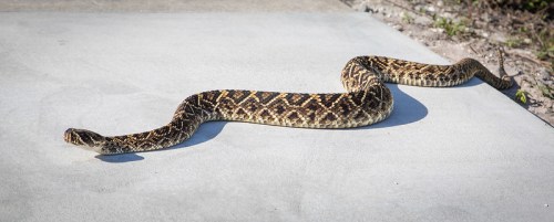A patterned snake slithering across a concrete surface in a natural setting.