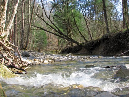 A serene river flows through a forest, with rocky banks and trees arching over the water.