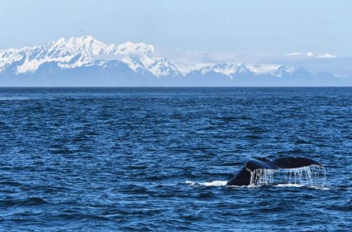 A whale's tail emerges from the ocean, with snow-capped mountains in the background under a clear blue sky.