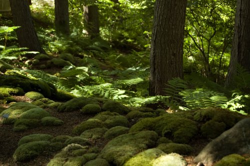 Lush green forest scene with moss-covered ground and tall trees, dappled sunlight filtering through the leaves.