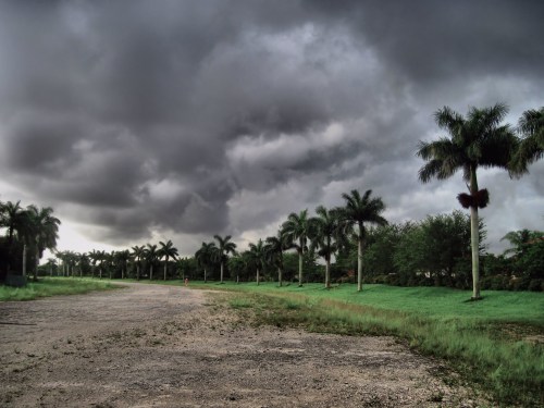 A gravel path lined with palm trees under a dark, cloudy sky, suggesting an impending storm.