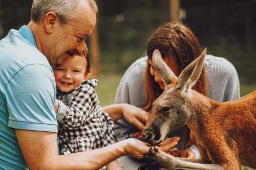 A family interacts with a kangaroo, smiling and feeding it while a child sits on an adult's lap.