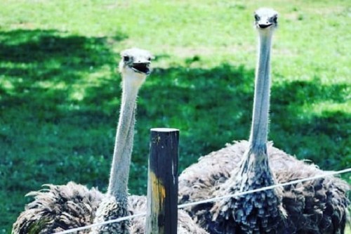Two ostriches with long necks and fluffy bodies stand beside a wooden post in a grassy area.