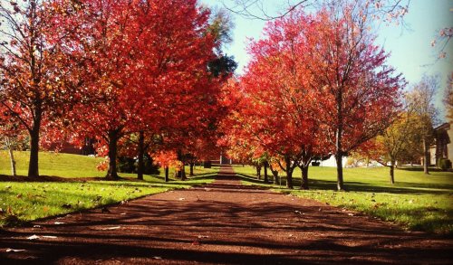 A scenic pathway lined with vibrant red trees, surrounded by green grass under a clear blue sky.