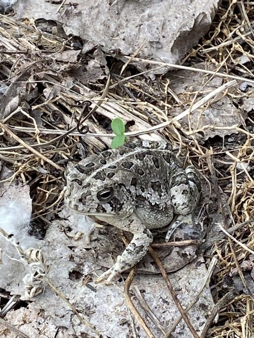 A camouflaged frog resting on dry leaves and twigs in a natural setting.