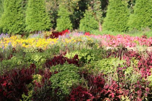 A vibrant garden filled with colorful flowers and lush greenery, featuring various plants in shades of red, yellow, and purple.