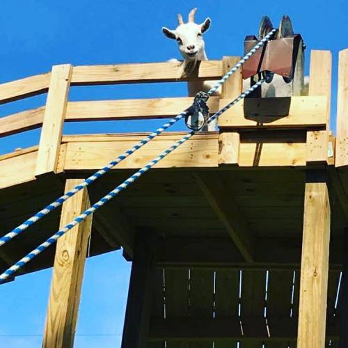 A goat peeks over the edge of a wooden structure, with blue sky in the background.