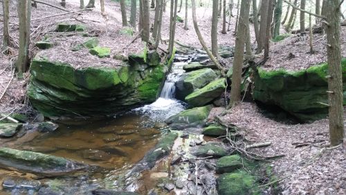 A serene forest scene featuring a small waterfall cascading over moss-covered rocks into a clear stream.