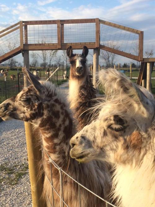 Three llamas with varying fur patterns stand near a fence, with a wooden structure and open field in the background.