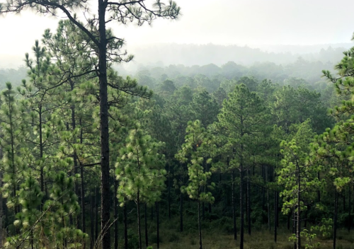 A misty forest landscape with tall green pine trees and a dense canopy in the background.