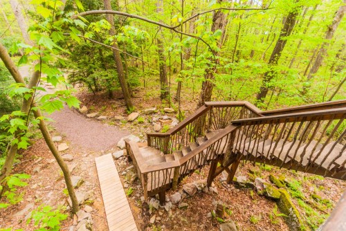 A wooden staircase winds through a lush green forest, with a gravel path nearby and vibrant foliage surrounding the scene.