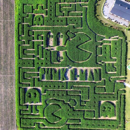 Aerial view of a corn maze designed like a Pac-Man game, featuring characters and pathways in green fields.