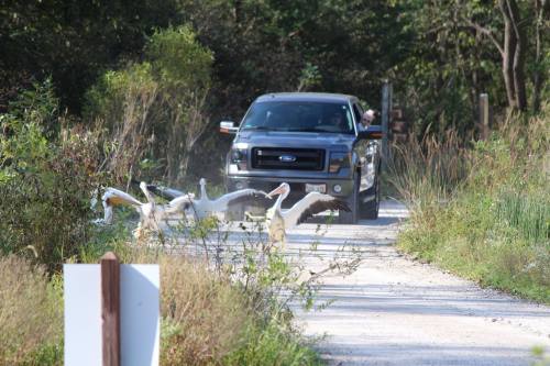 A black pickup truck drives down a gravel path while several white pelicans walk nearby in a natural setting.