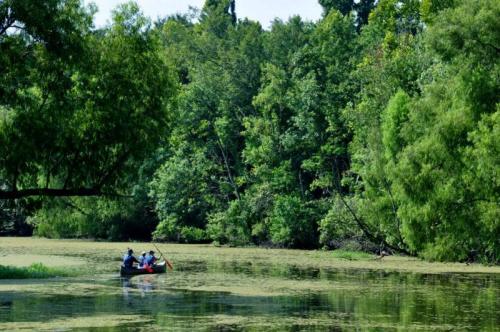 Two people in a canoe paddle through a serene, green landscape with lush trees and calm water.
