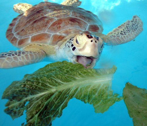 A sea turtle swimming in clear water, munching on a piece of lettuce.
