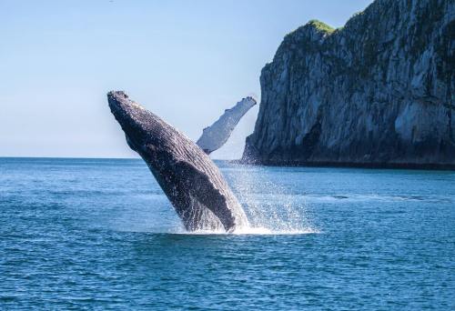 Two humpback whales breaching the surface of a calm ocean near a rocky coastline.
