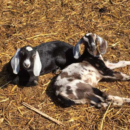 Two young goats resting on straw, one black with white markings and the other brown with white spots.
