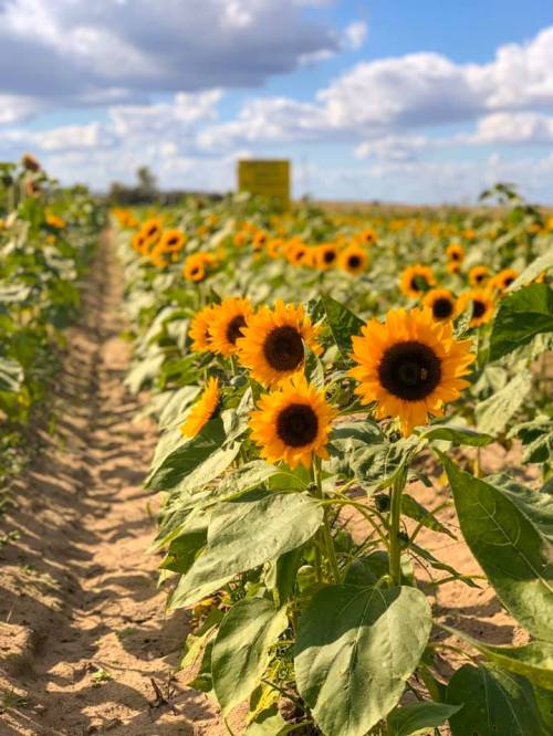A vibrant field of sunflowers under a blue sky with fluffy clouds, stretching into the distance.