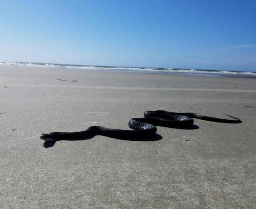 Two black snakes slither across a sandy beach with ocean waves in the background under a clear blue sky.