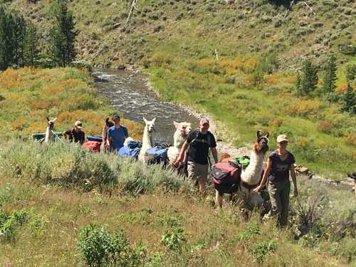 A group of hikers leads llamas along a riverbank, surrounded by green hills and colorful foliage.