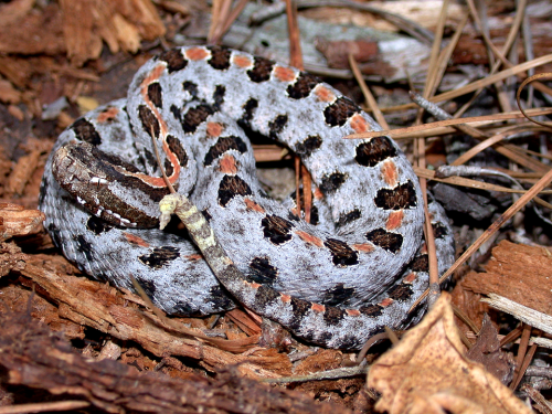 A coiled snake with gray and orange patterns resting on brown leaves and twigs in a natural setting.
