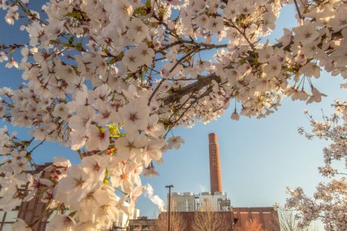 Cherry blossoms frame a factory chimney against a clear blue sky, blending nature and industry.