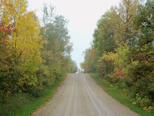 A dirt road lined with trees displaying autumn colors, leading into a misty distance.