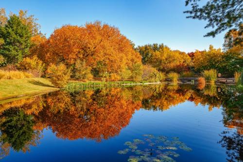 A serene pond reflecting vibrant autumn trees with orange and yellow leaves under a clear blue sky.