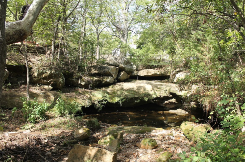 A serene forest scene featuring large rocks, greenery, and a small pond surrounded by trees.