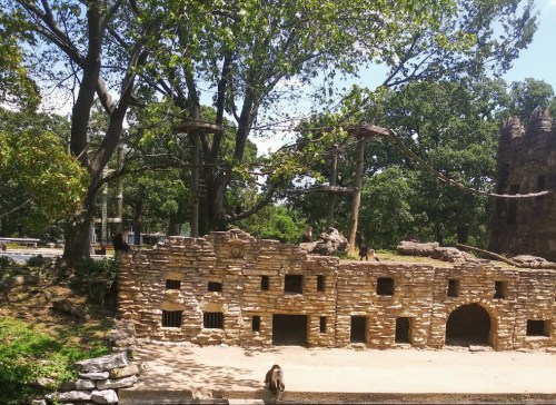 A stone enclosure with trees, featuring monkeys playing and climbing in a zoo setting on a sunny day.