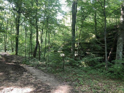 A serene forest scene with a dirt path, lush green trees, and rocky outcrops in a sunlit woodland setting.