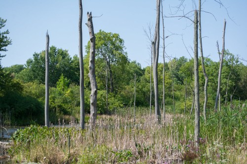 A serene wetland scene with tall, dead trees and lush greenery surrounding a calm waterway under a clear blue sky.