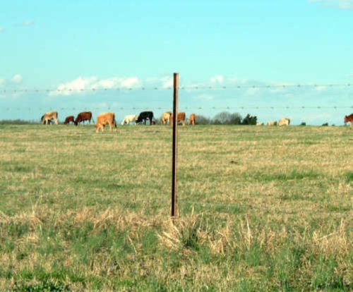 A grassy field with a barbed wire fence post and cows grazing in the background under a blue sky.