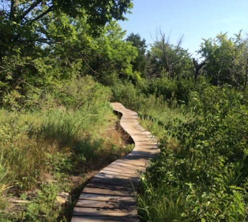 A winding wooden path through lush greenery under a clear blue sky.