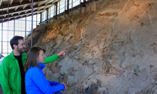 Two people examine a large fossil wall in a museum, pointing and discussing the displayed dinosaur remains.