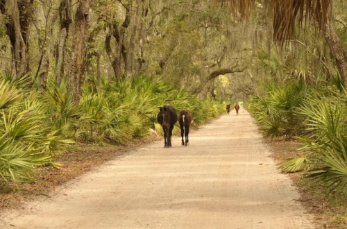 Two horses walk along a dirt path surrounded by lush greenery and palm-like plants in a serene forest setting.