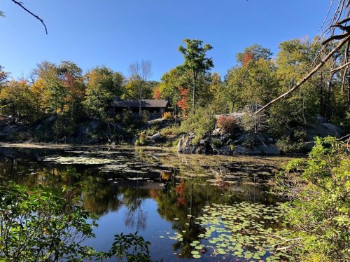 A serene pond surrounded by trees, with a cabin in the background and lily pads floating on the water's surface.